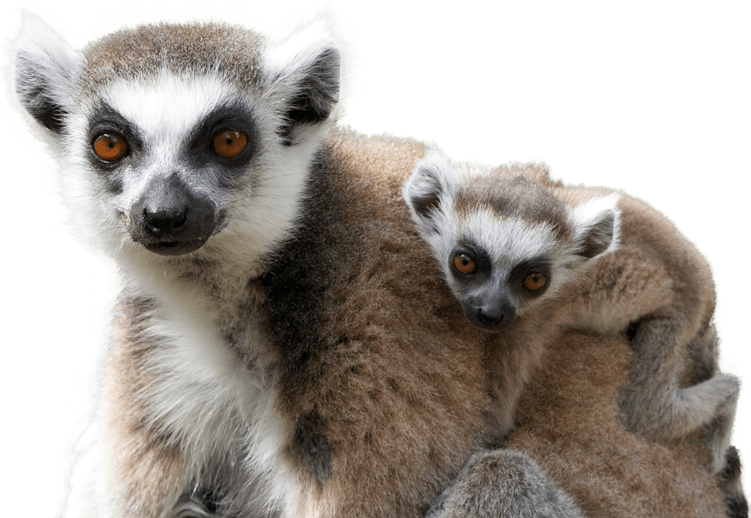 Lemur Transparent PNG Image