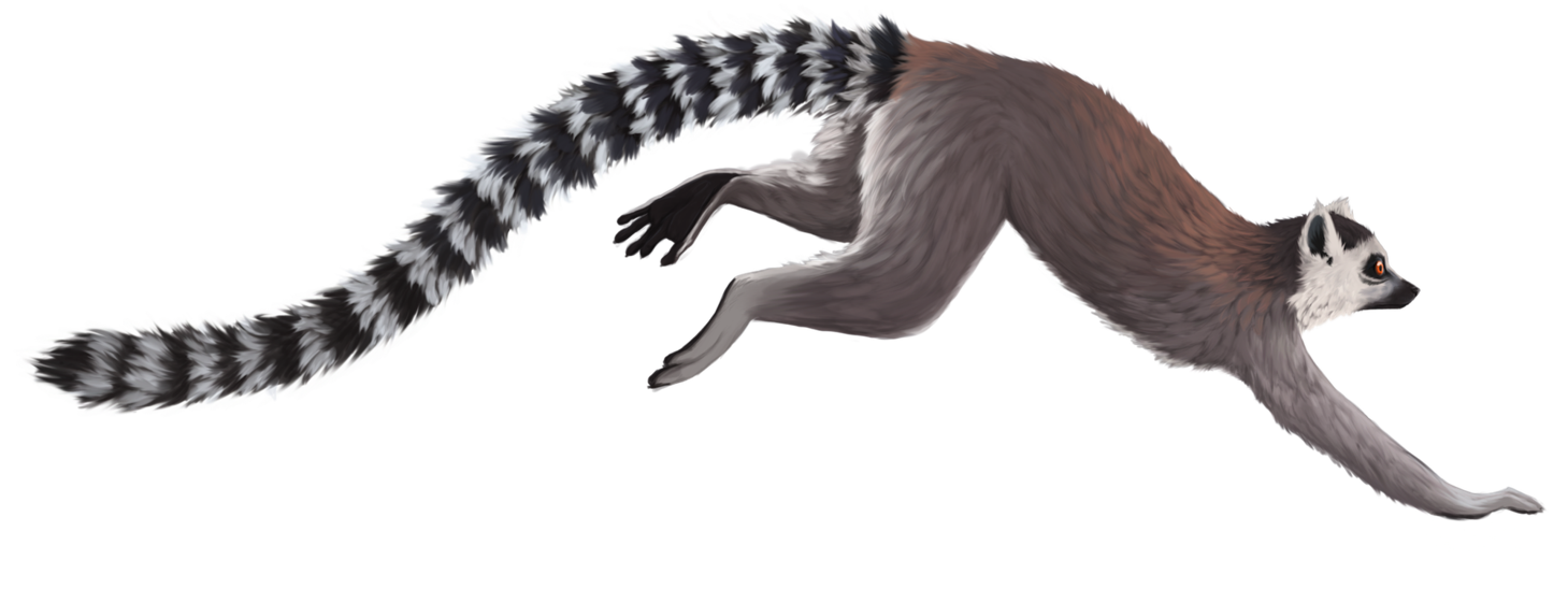 Lemur Transparent PNG Image