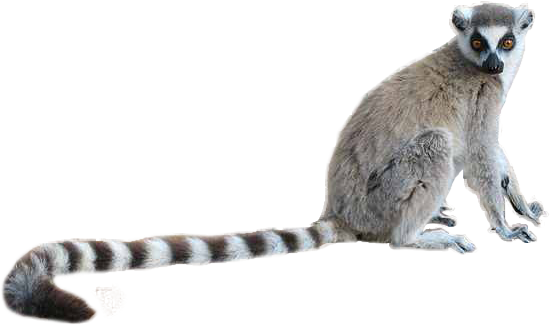 Lemur Transparent PNG Image