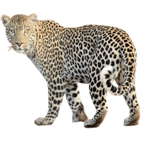 Leopard Free Png Image PNG Image