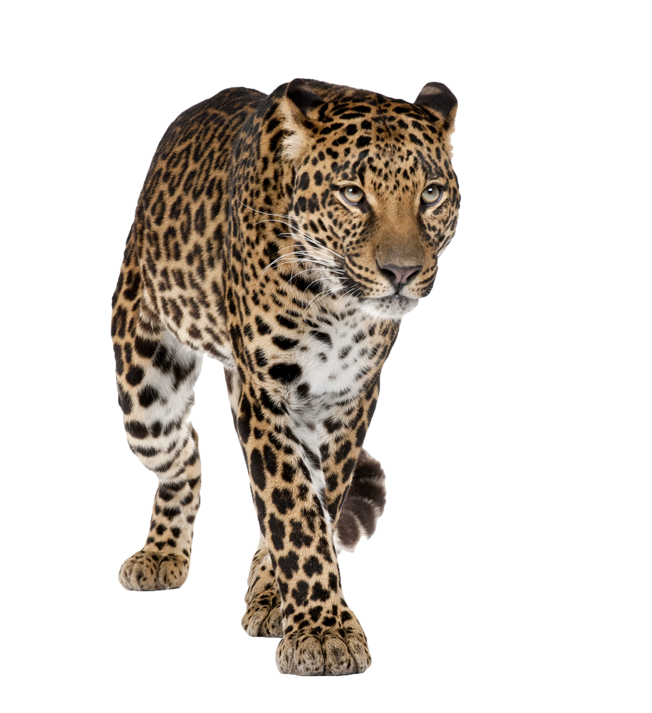 Leopard High-Quality Png PNG Image