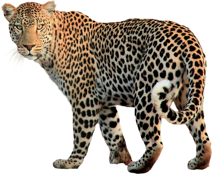 Leopard Transparent PNG Image