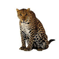 Leopard Png Clipart PNG Image