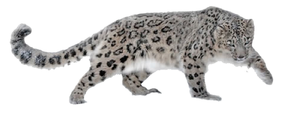 Leopard Hd PNG Image