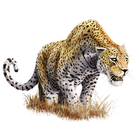 Leopard Transparent Background PNG Image