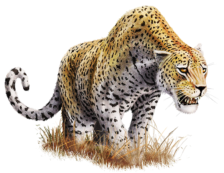 Leopard Transparent Background PNG Image