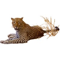Leopard Transparent PNG