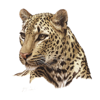 Leopard Photos PNG Image