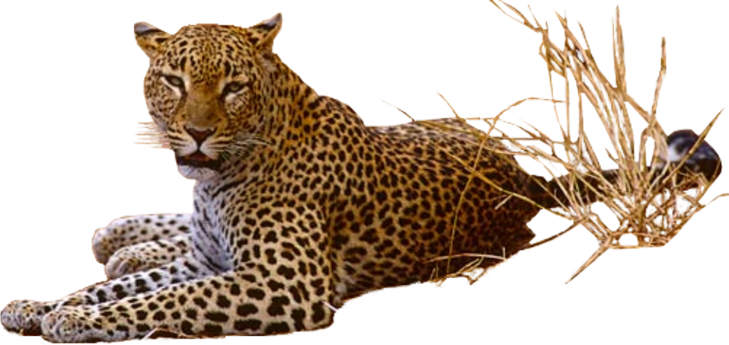 Leopard Png Pic Transparent PNG Image