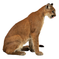 Cougar Lynx Leopard Eurasian Cheetah Free HQ Image PNG