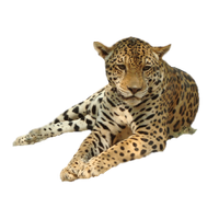 Leopard Png Image PNG Image