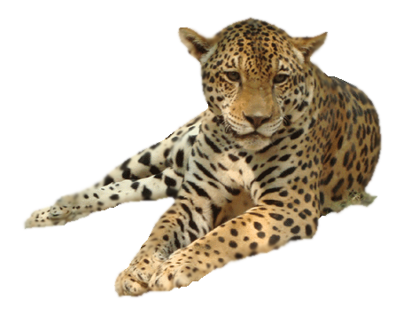 Leopard Png Image PNG Image
