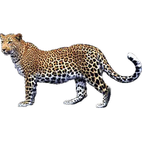 Leopard Png Picture PNG Image