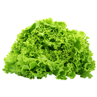 Lettuce Butterhead Free Download Image