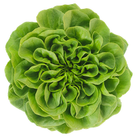 Lettuce Butterhead Photos Free Photo