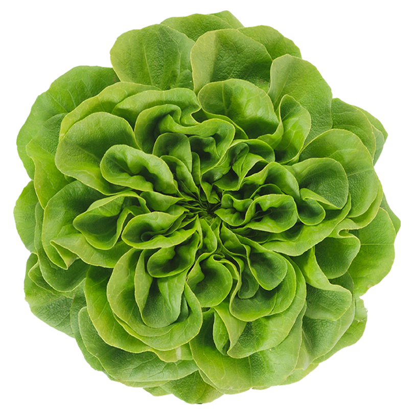 Lettuce Butterhead Photos Free Photo PNG Image