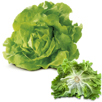 Lettuce Butterhead Free Clipart HQ