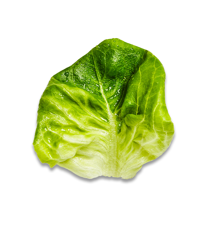 Lettuce Green Butterhead Download HD PNG Image