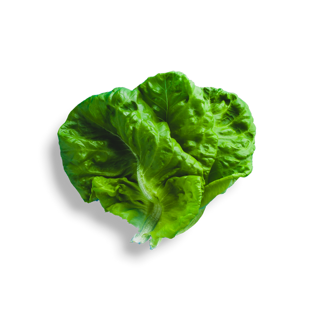 Lettuce Green Butterhead Photos PNG Image High Quality PNG Image