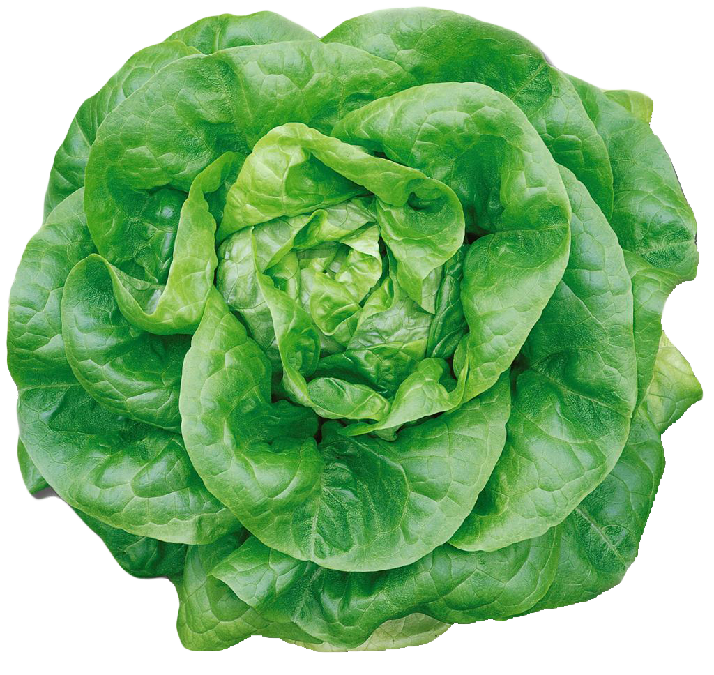 Lettuce Green Butterhead PNG Free Photo PNG Image
