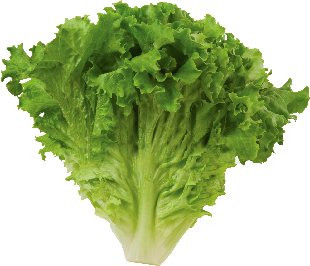 Lettuce Green Butterhead Download HD PNG Image