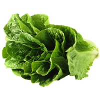 Lettuce Green Butterhead HD Image Free PNG