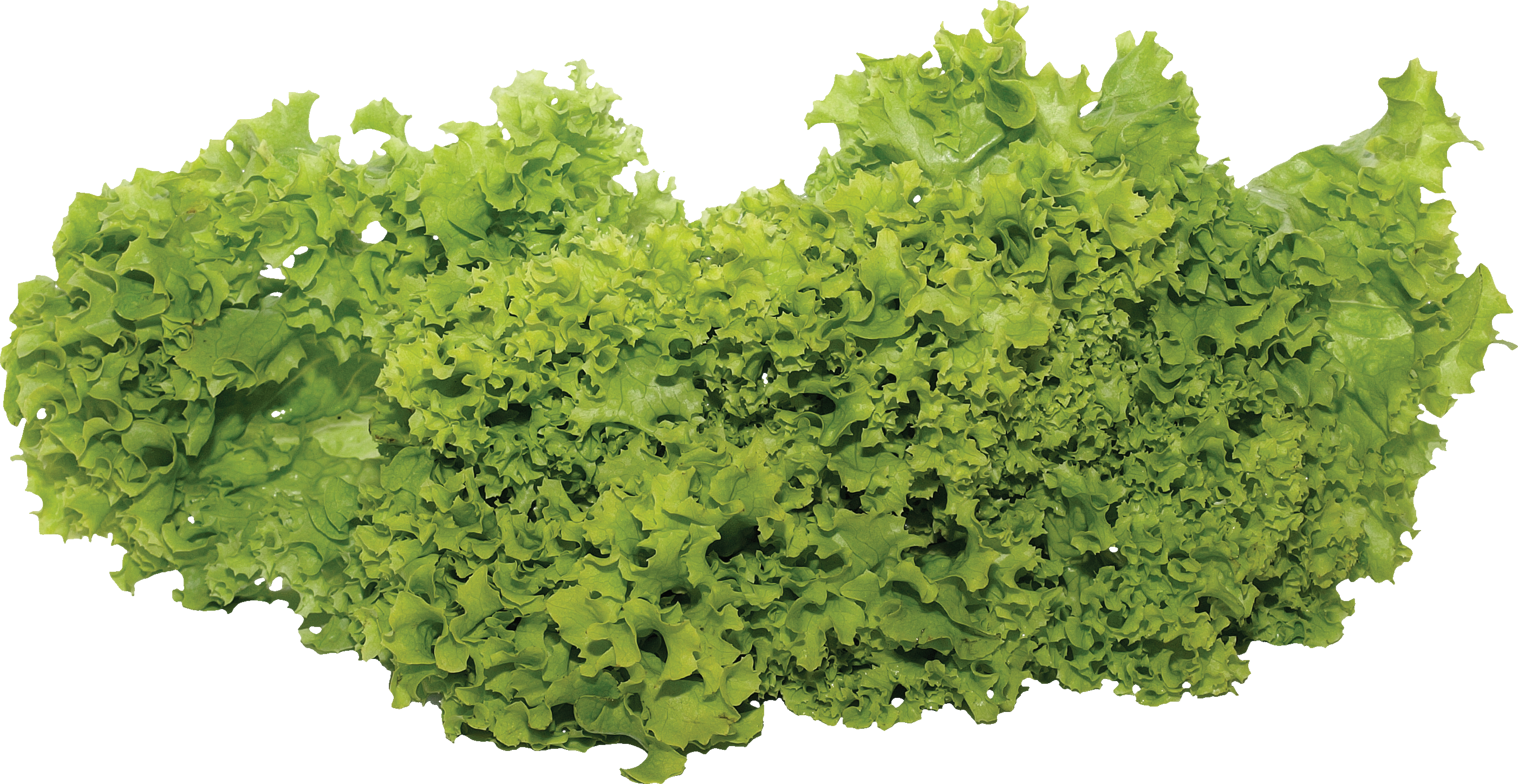 Fresh Green Lettuce PNG File HD PNG Image