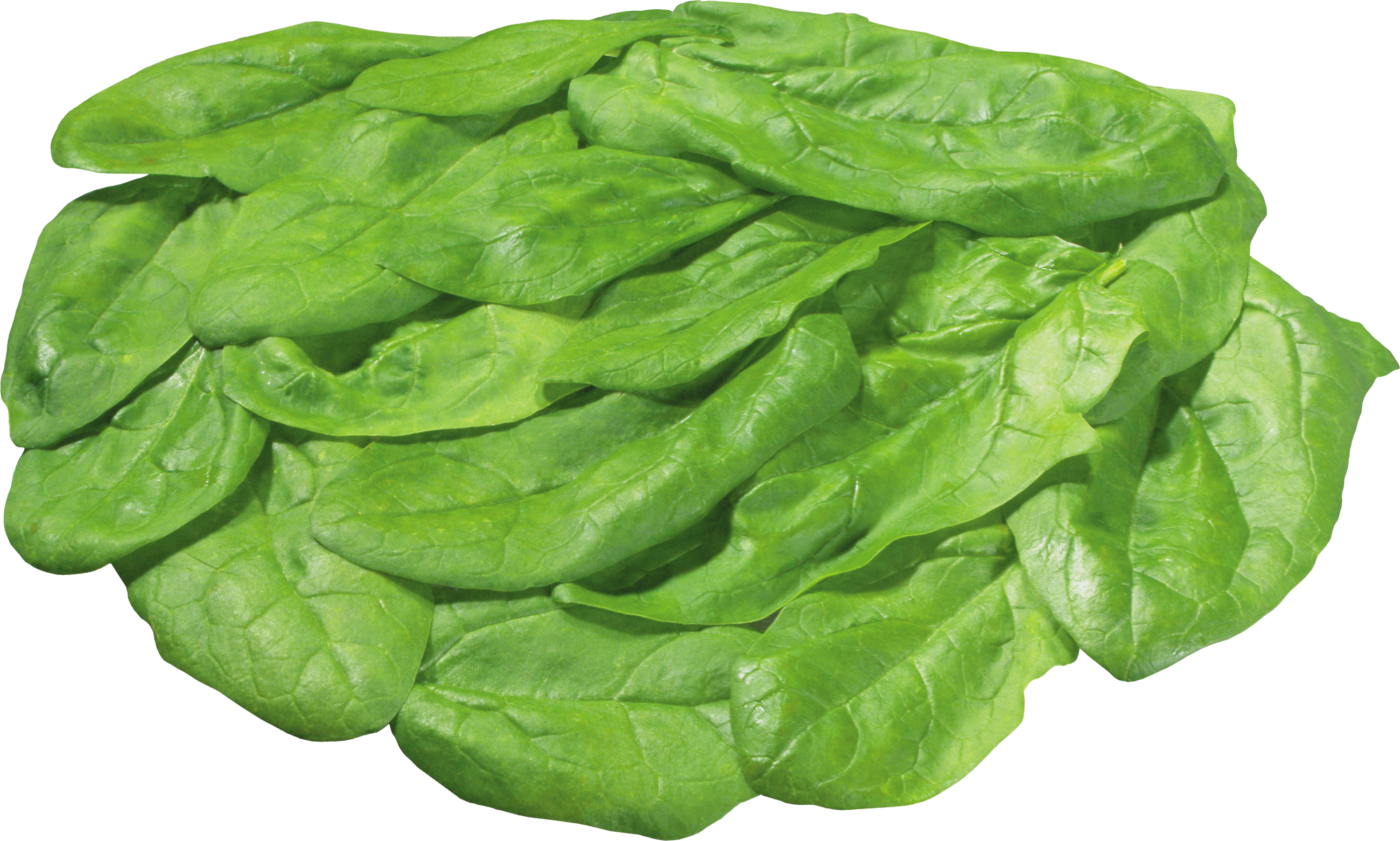 Fresh Green Lettuce PNG Image High Quality PNG Image