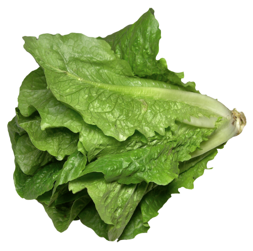 Fresh Green Lettuce Free HD Image PNG Image