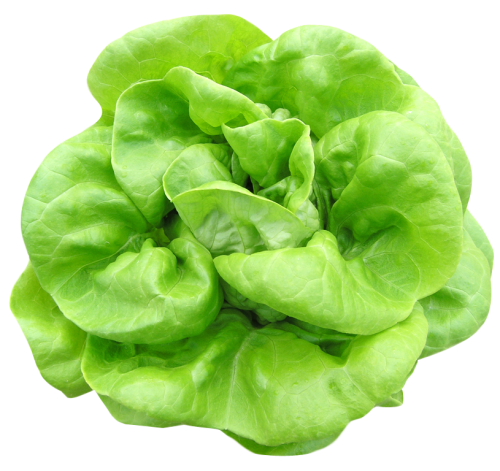 Lettuce Green Download Free Image PNG Image