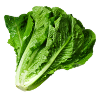 Lettuce Green Free PNG HQ Transparent PNG Image