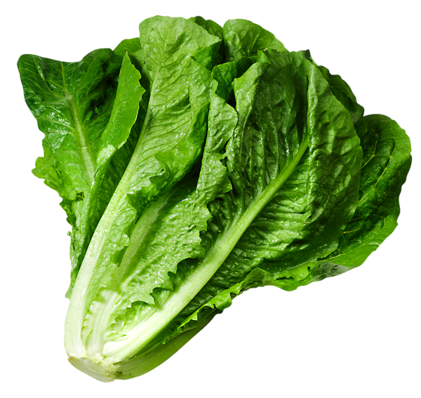 Lettuce Green Free PNG HQ PNG Image