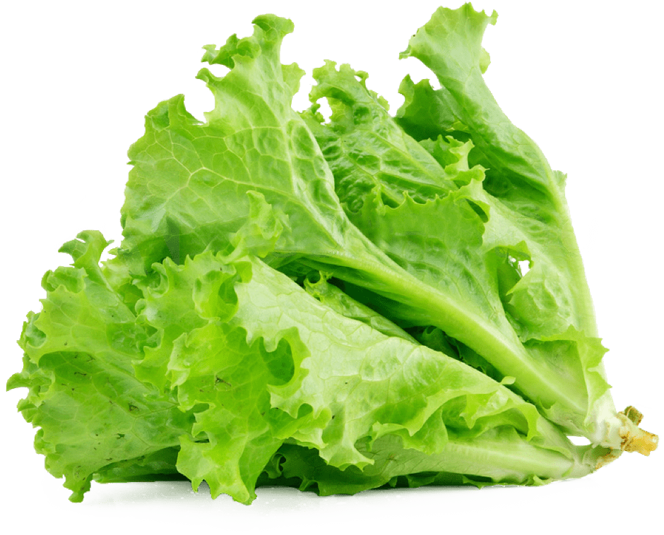 Lettuce Green Free Clipart HQ PNG Image