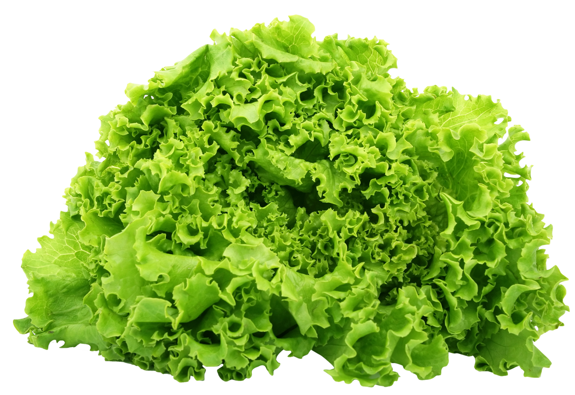 Green Organic Lettuce Free Transparent Image HD PNG Image