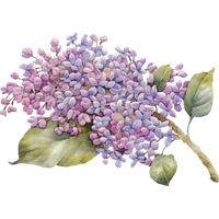 Lilac Photo PNG Image