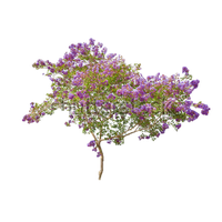 Lilac Free Download PNG Image