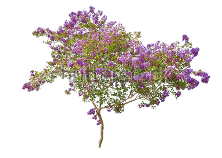 Lilac Free Download PNG Image