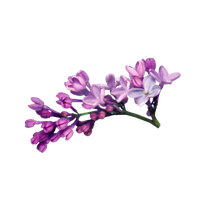 Lilac File PNG Image