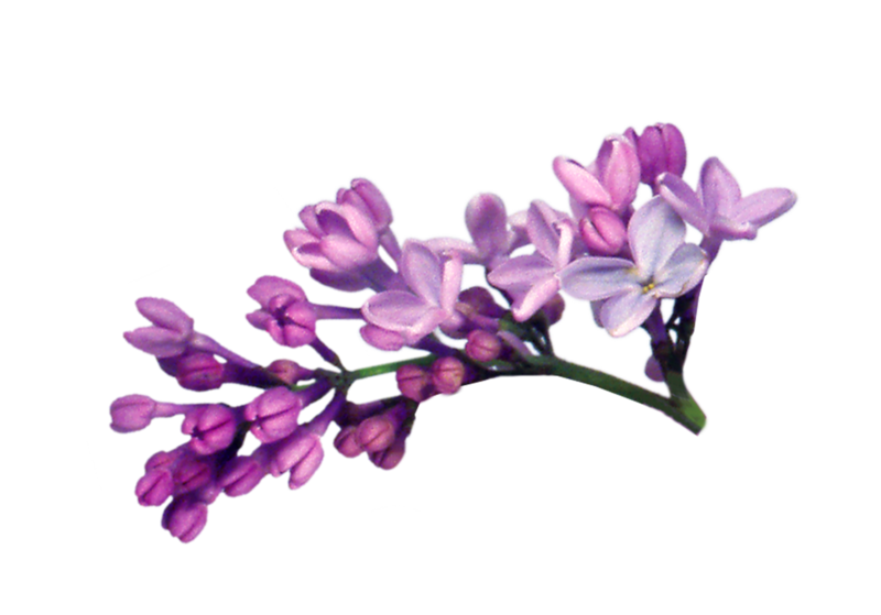 Lilac File PNG Image