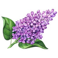 Download Lilac Free PNG photo images and clipart | FreePNGImg