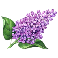 Lilac PNG Image