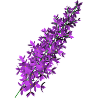 Lilac Transparent PNG Image