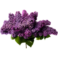 Lilac Photos PNG Image