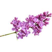 Lilac Image PNG Image