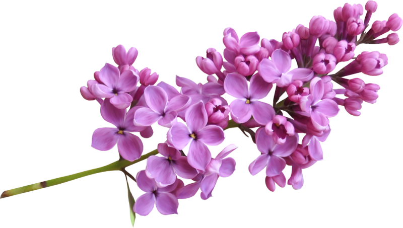 Lilac Image PNG Image