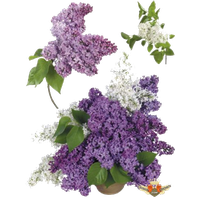 Lilac Transparent Image PNG Image