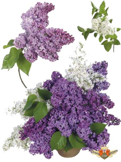 Lilac Transparent Image PNG Image