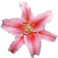 Lilium PNG
