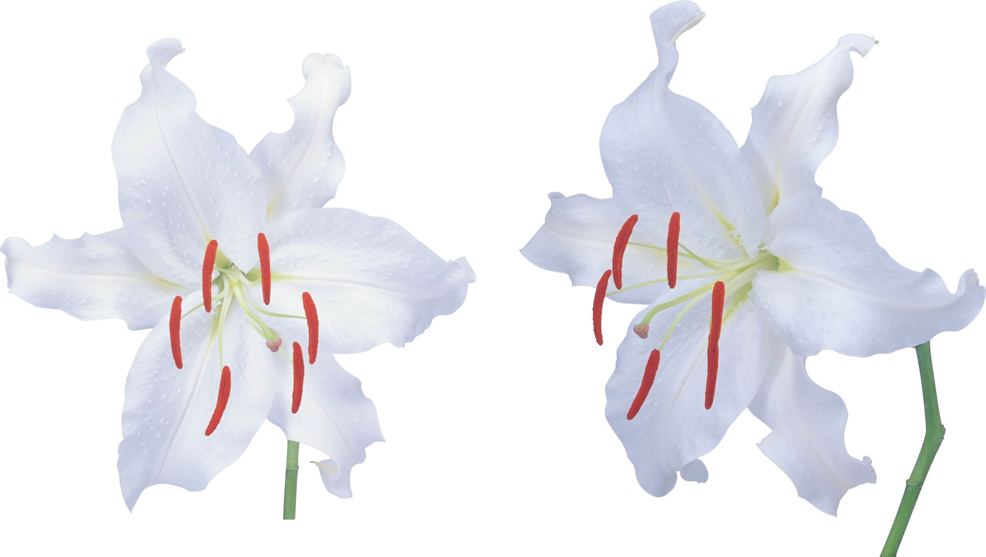 Lilium Transparent PNG Image