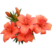 Lilium PNG